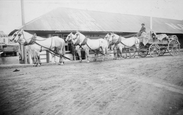 Horse team starting on trail to Chitina, between c1900 and 1927. Creator: Unknown.