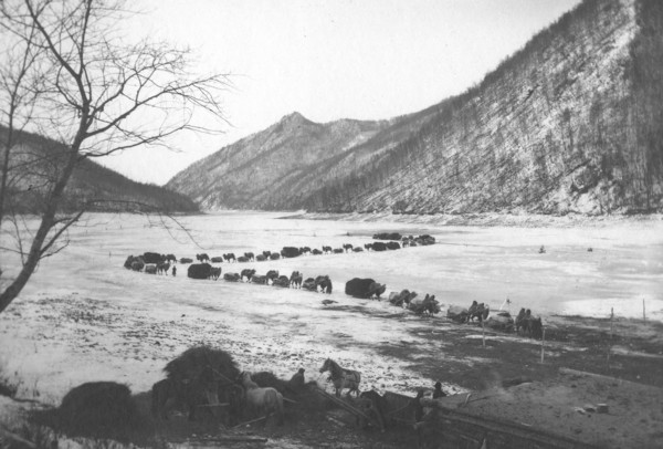 Movement of a caravan of camels on the ice of the Zeya River near the mouth of the Gilyuy River,1909 Creator: Vladimir Ivanovich Fedorov.