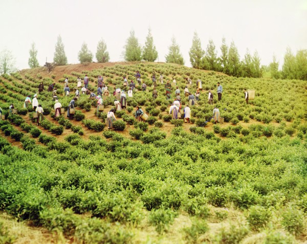 Harvesting tea: Group of Greek women, Caucasus [Chakva], between 1905 and 1915. Creator: Sergey Mikhaylovich Prokudin-Gorsky.