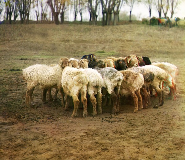 Fat [sic] sheep, Golodnaia Steppe, between 1905 and 1915. Creator: Sergey Mikhaylovich Prokudin-Gorsky.