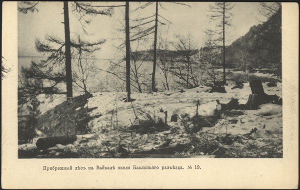 Coastal forest on Lake Baikal near the Baklany junction, 1905. Creator: Unknown.
