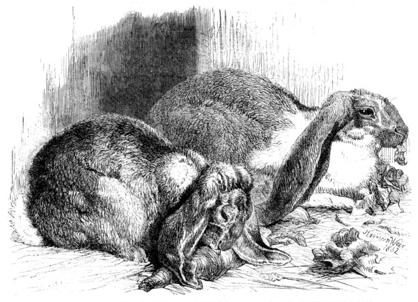 Prize rabbits from the...exhibition of poultry, pigeons, and rabbits at the Crystal Palace, 1862. Creator: Harrison Weir.