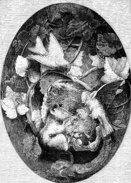 The International Exhibition: "Linnets Defending their Nest against a Dormouse"..., 1862. Creator: Unknown.