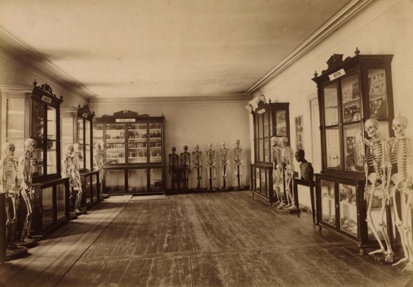 Part of the anatomical museum, 1890. Creator: Unknown.
