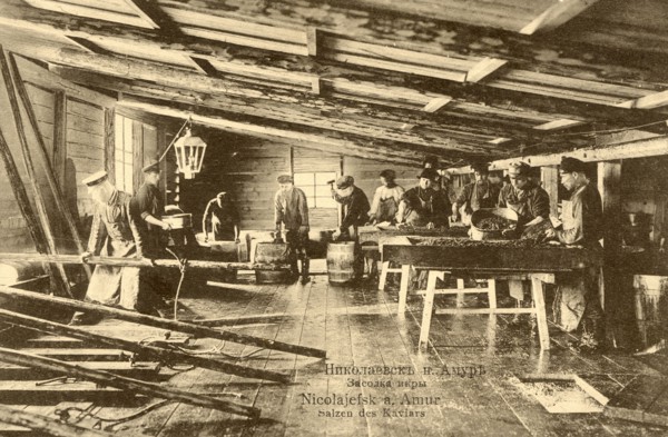 Nikolaevsk-on-Amur. Salting caviar, 1900. Creator: Unknown.