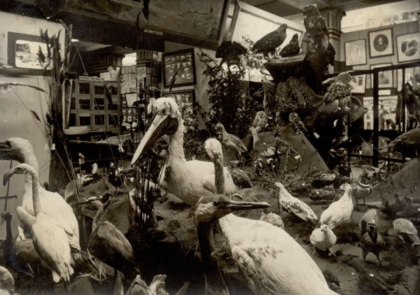 Exhibits of the West Siberian Imperial Russian Geographical Society; Birds of swamps and lakes, 1911 Creator: A. A. Antonov.