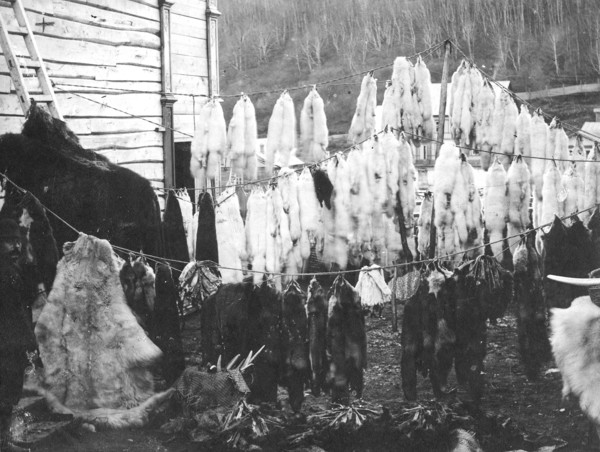 Collected furs in the city of Petropavlovsk-Kamchatsky., 1910-1929. Creator: Ivan Emelianovich Larin.