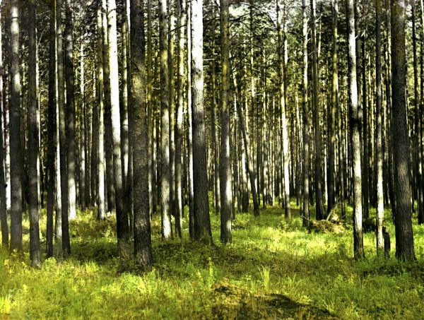 In the forest, 1912. Creator: Sergey Mikhaylovich Prokudin-Gorsky.