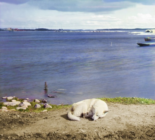 Studies on Lindozero (laika [dog breed]), 1915. Creator: Sergey Mikhaylovich Prokudin-Gorsky.