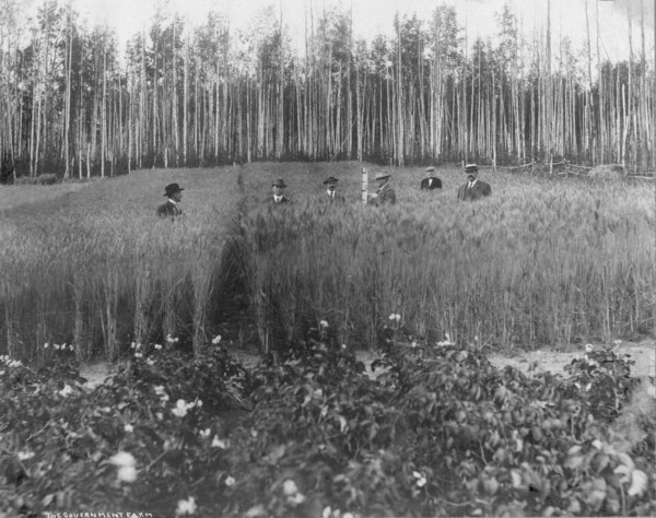 Measuring height of grain on government farm, 1916. Creator: Unknown.