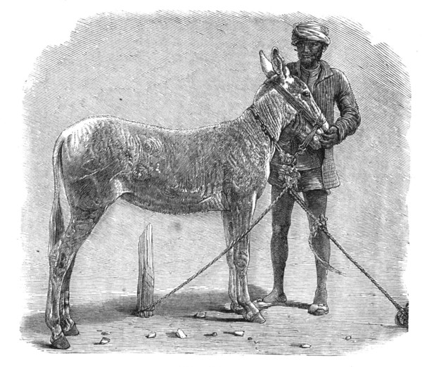Agricultural Exhibition at Roorkee, North-West Provinces of India: wild ass, 1864. Creator: Unknown.