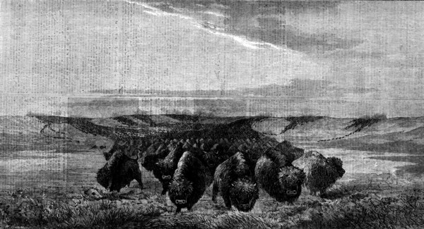 A Herd of Bisons crossing a River Bottom on the Upper Missouri, by W. J. Hays, 1862. Creator: W Thomas.