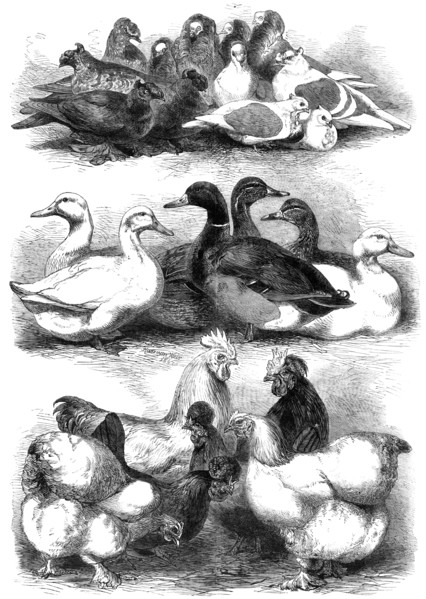 Prize pigeons and poultry at Bingley Hall, Birmingham, 1864. Creator: Harrison Weir.