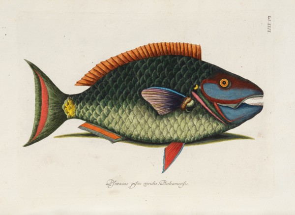 From Piscium, Serpentum, Insectorum, aliorumque nonnullorum animalium, nec non..., 1740s. Creator: Catesby, Mark (1683-1749).