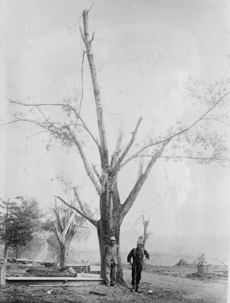 Tree stripped by Geneva, N.Y. cyclone, between c1910 and c1915. Creator: Bain News Service.