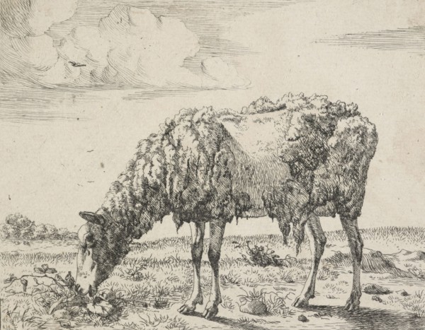 Cows and a sheep. Plate 8: A grazing sheep, 1664. Creator: Marcus de Bye.