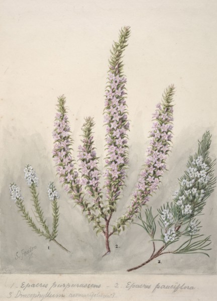Epacris (2species); Dracophyllum (1 species), c.1885. Creator: Sarah Featon.