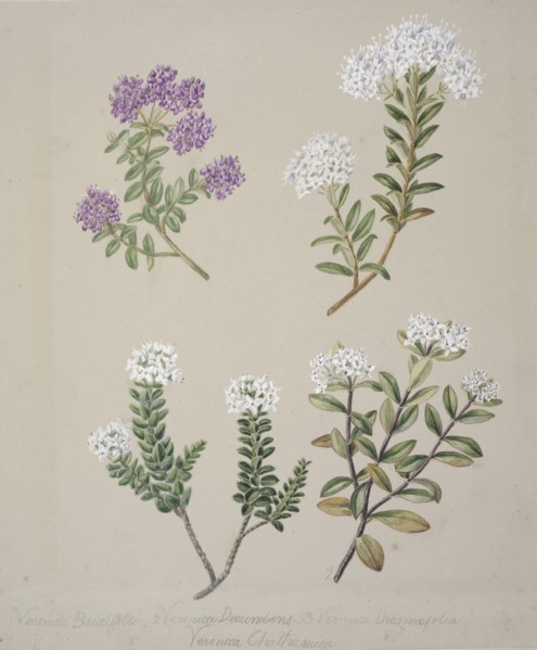 [Veronica  (4 species)], c.1885. Creator: Sarah Featon.