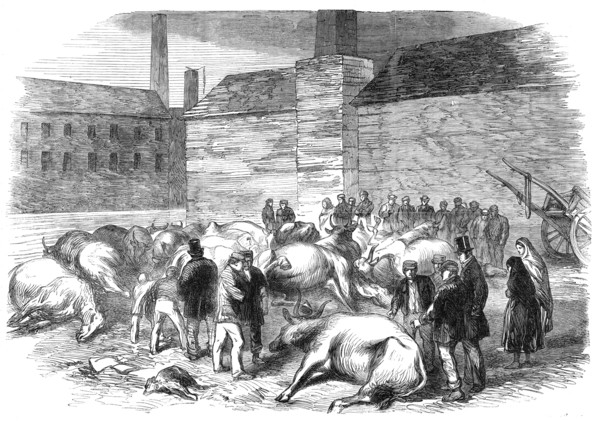 Illustrations of the Flood at Sheffield: drowned cattle at High Bank, on the River Don, 1864. Creator: Unknown.