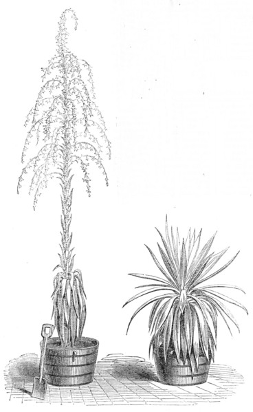 The Fourcroya Longaeva, a species of agave...in the gardens of the Royal Botanic Society..., 1864. Creator: Unknown.
