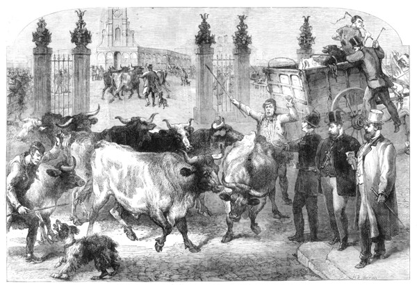 Inspection of foreign cattle at the Metropolitan Cattle Market, 1865. Creator: Unknown.