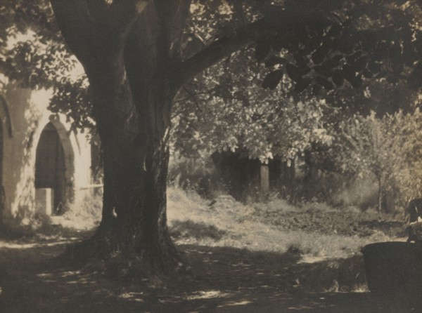 The old walnut tree, 1931. Creator: Henry Edward Gaze.