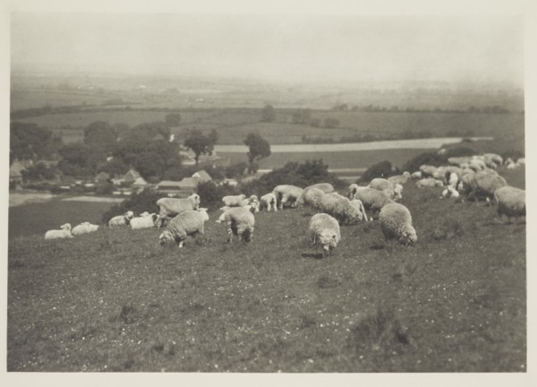 Sheep on hillside. From the album: Photograph album - England, 1920s. Creator: Harry Moult.