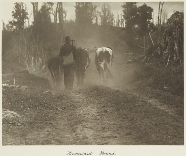 Homeward bound. From the album: Camera Pictures of New Zealand, 1920s. Creator: Harry Moult.