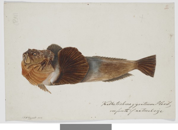 Kathetostoma Giganteum Haast one fourth of natural size, 1872. Creator: James Francis McCardell.