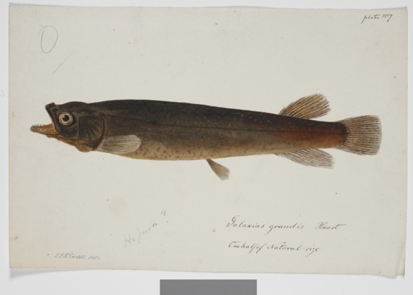 Galaxias grandis, Haast, 1872. Creator: James Francis McCardell.