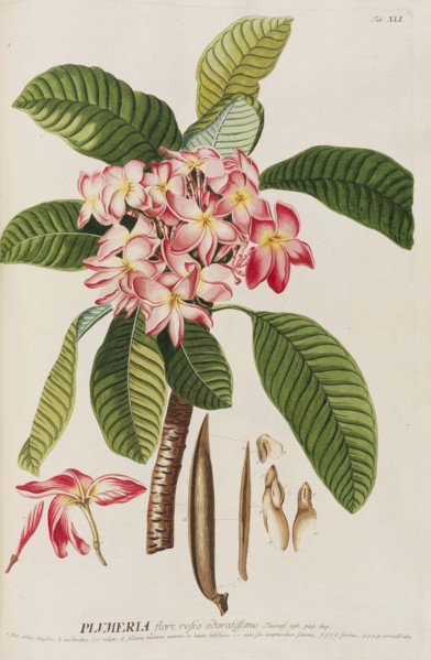 Plantae selectae by Christoph Jakob Trew, 1750-1773. Creator: Trew; Christoph Jakob (1695-1769).