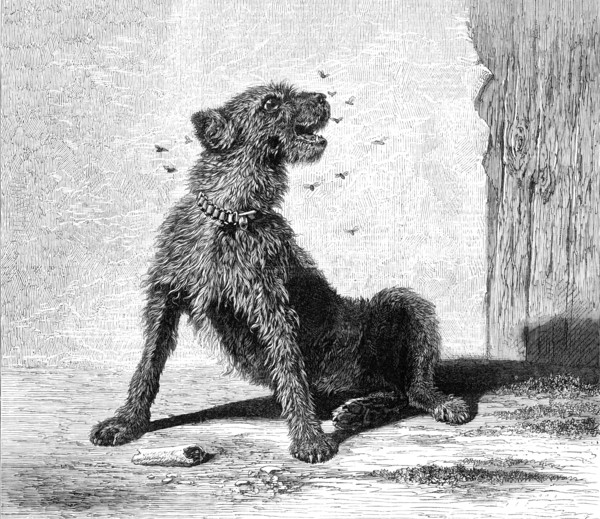 Catching Flies, by B. Riviere, 1870. Creator: Unknown.
