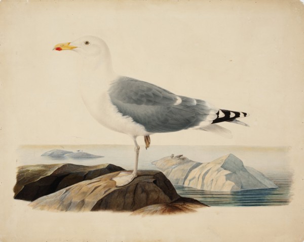 European Herring Gull, 1839. Creator: Ferdinand von Wright.