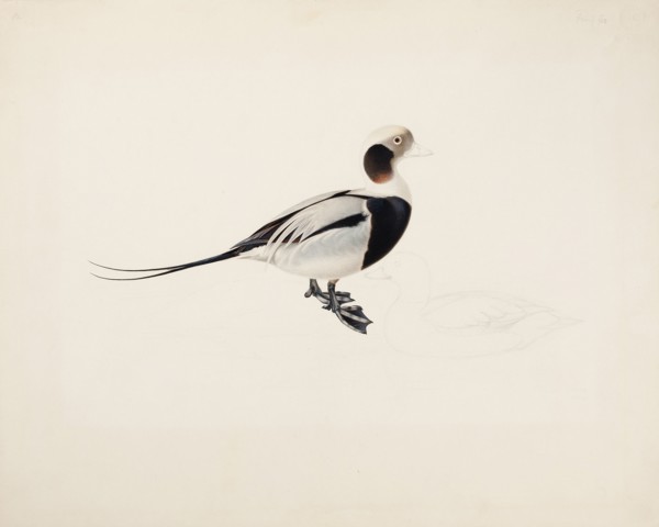 Long-tailed Duck, 1836. Creator: Magnus von Wright.
