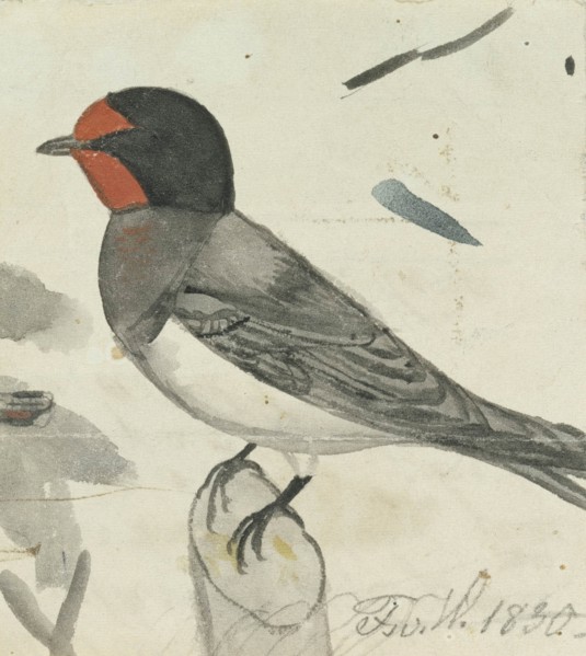Barn Swallow, 1830. Creator: Ferdinand von Wright.