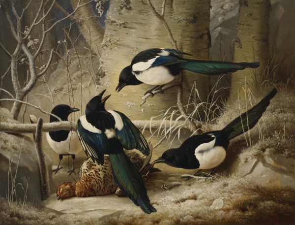Magpies round a Dead Female Capercaillie, 1867. Creator: Ferdinand von Wright.