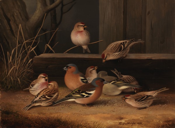 Chaffinches and Redpolls, 1868. Creator: Ferdinand von Wright.