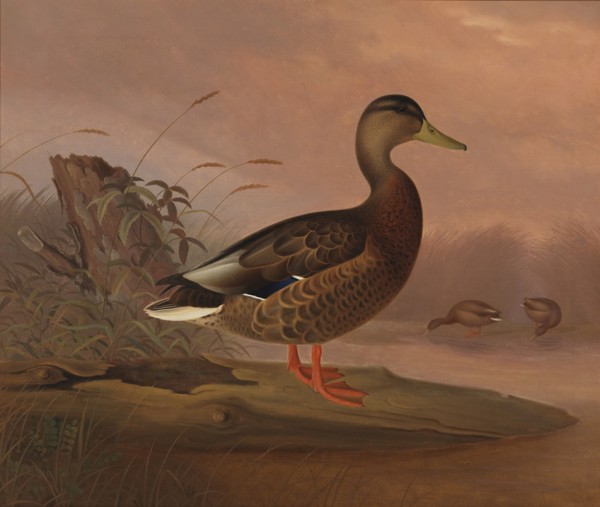 Grasshopper, 1848. Creator: Ferdinand von Wright.