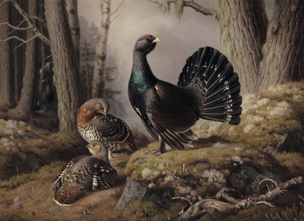 Capercaillies Courting, 1862. Creator: Ferdinand von Wright.