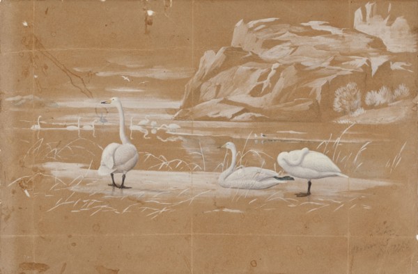 Whooper swans, sketch. Creator: Ferdinand von Wright.