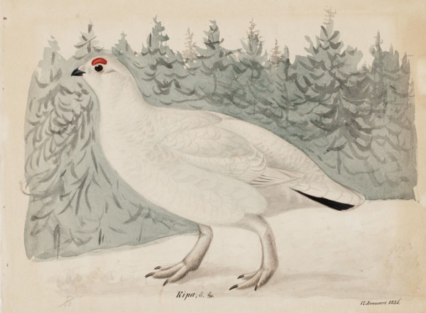 Willow Ptarmigan, 1835. Creator: Magnus von Wright.
