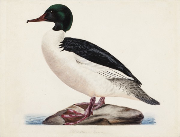 Goosander, Male, 1834. Creator: Magnus von Wright.