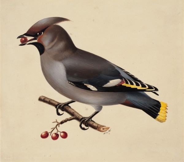 Bohemian Waxwing, 1829. Creator: Wilhelm von Wright.