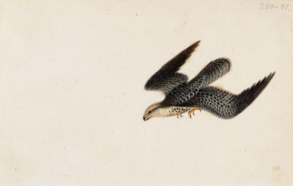 Eurasian Sparrowhawk Flying, 1830. Creator: Wilhelm von Wright.