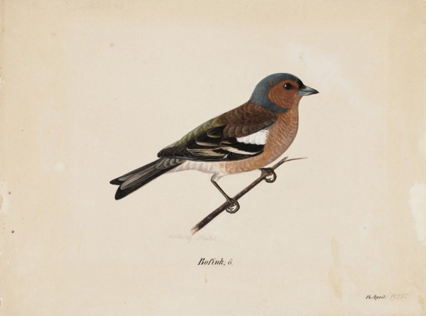 Finch, 1820-1868. Creator: Magnus von Wright.