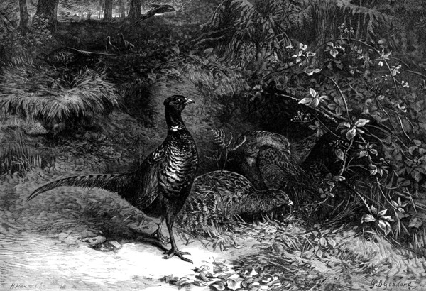 The Months: October, 1871. Creator: Horace Harral.