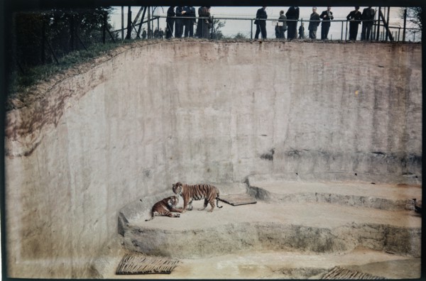 Whipsnade Zoo, Whipsnade, Central Bedfordshire, 1930-1939. Creator: Eric Maybank.