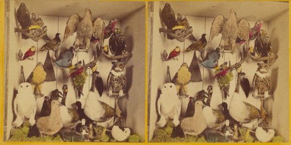 Birds of New England., about 1865. Creator: Benjamin West Kilburn.