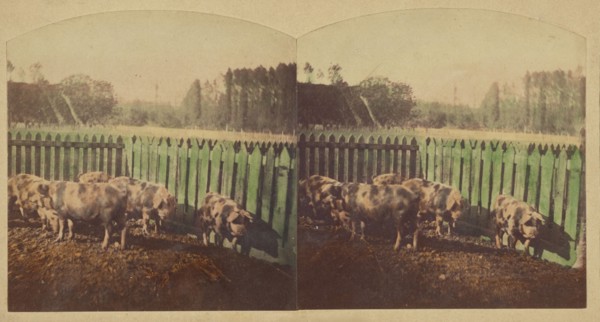 Etudes d'Animaux. Cochons Tonkins., about 1860. Creator: Furne Fils & H. Tournier.