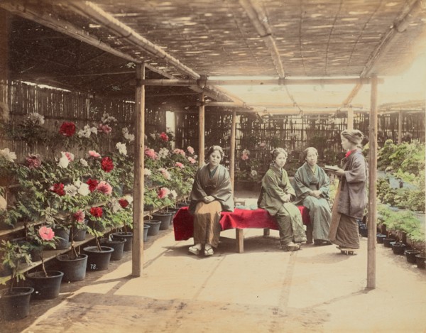 Flower Show, 1870s-1890s. Creator: Kusakabe Kimbei.